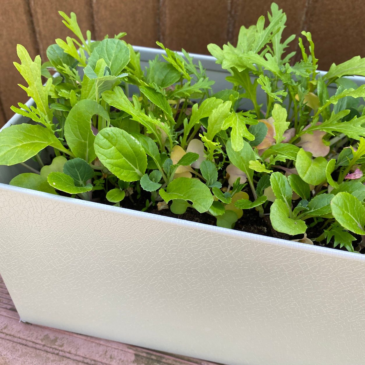 Green leafy plants in a white rectangular container on a wooden surface